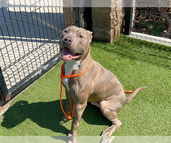 Medium Photo #1 Mutt Puppy For Sale in Orange, CA, USA