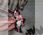 Small Photo #4 Boston Terrier Puppy For Sale in NEW PORT RICHEY, FL, USA