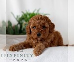 Small #3 Goldendoodle (Miniature)