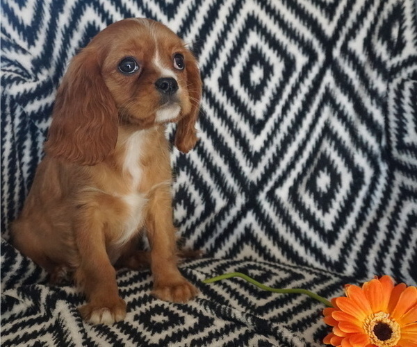 Medium Photo #2 Cavalier King Charles Spaniel Puppy For Sale in WESTCLIFFE, CO, USA