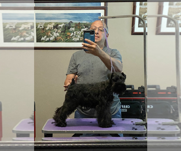 Medium Photo #1 Schnauzer (Miniature) Puppy For Sale in CLERMONT, FL, USA