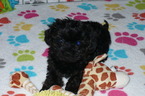 Small Photo #3 Poodle (Toy)-Yorkshire Terrier Mix Puppy For Sale in ORO VALLEY, AZ, USA