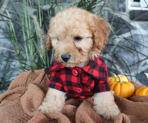 Poodle (Miniature) Puppy for sale in HONEY BROOK, PA, USA