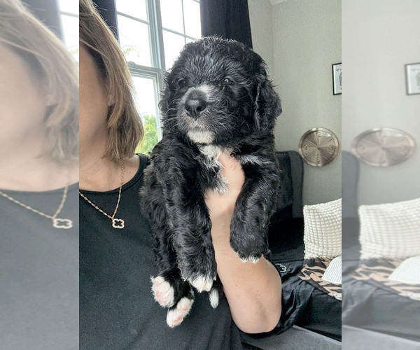 Medium Photo #2 Bernedoodle Puppy For Sale in BELMONT, NC, USA