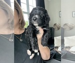 Small #1 Bernedoodle