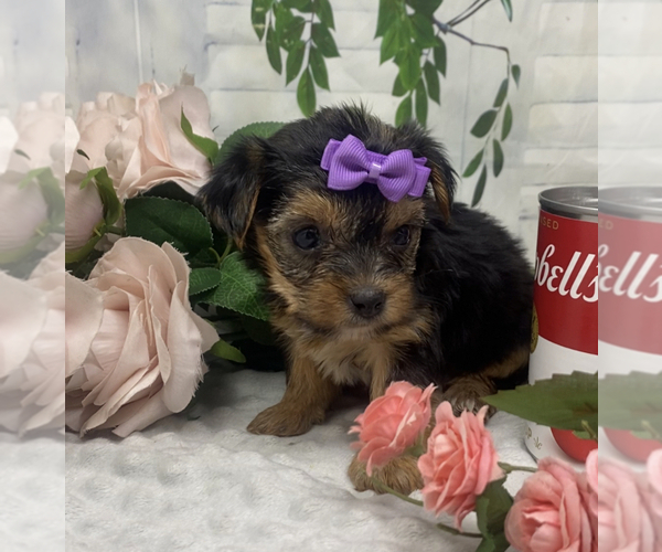 Medium Photo #6 Shorkie Tzu Puppy For Sale in SELLERSBURG, IN, USA