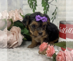 Small #5 Shorkie Tzu