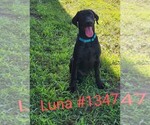 Puppy Luna Labrador Retriever