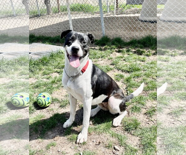 Medium Photo #1 Mutt Puppy For Sale in Emmett, ID, USA