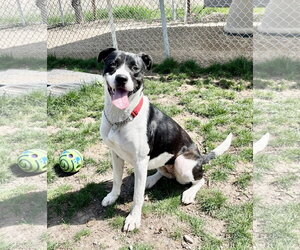 Mutt Dogs for adoption in Emmett, ID, USA