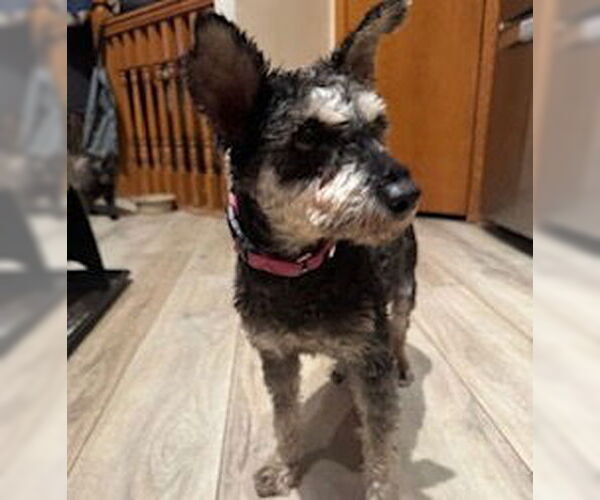 Medium Photo #1 - Mix Puppy For Sale in Brooklyn Center, MN, USA