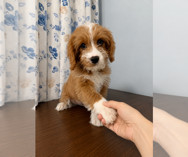 Medium Photo #16 Cavapoo (Miniature) Puppy For Sale in DURHAM, CT, USA