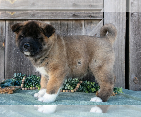 Medium Photo #1 Akita Puppy For Sale in MILLERSBURG, OH, USA