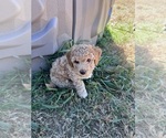 Small Photo #6 Poodle (Toy) Puppy For Sale in SACHSE, TX, USA
