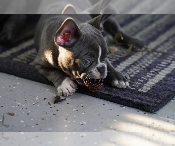 Medium Photo #6 French Bulldog Puppy For Sale in TAMPA, FL, USA