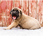 Puppy Harley Mastiff