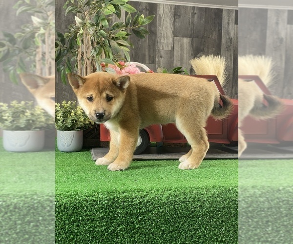 Medium Photo #1 Shiba Inu Puppy For Sale in CANOGA, NY, USA