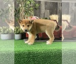 Small Shiba Inu