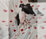 Small #2 Italian Greyhound