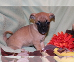 Small Photo #4 Jug Puppy For Sale in SHILOH, OH, USA