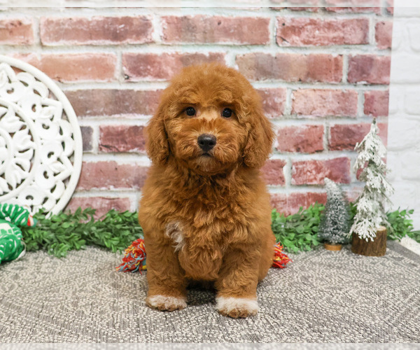 Medium Photo #29 Goldendoodle Puppy For Sale in SYRACUSE, IN, USA