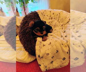Yorkshire Terrier Puppy for sale in LE ROY, KS, USA