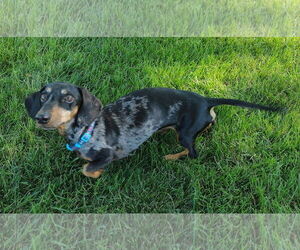 Dachshund Dogs for adoption in Sioux Falls, SD, USA