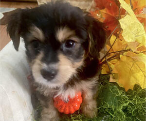 Morkie-Unknown Mix Puppy for sale in MOUNT CLEMENS, MI, USA