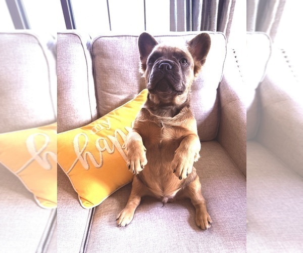 Medium Photo #1 French Bulldog Puppy For Sale in WOODBRIDGE, VA, USA