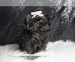 Small Photo #35 Shih Tzu Puppy For Sale in WARSAW, IN, USA