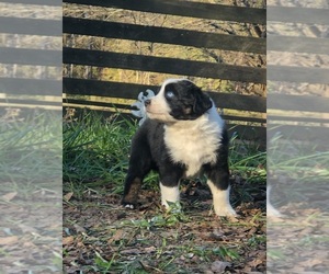 Australian Shepherd Puppy for sale in JOHNSTON, SC, USA