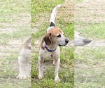 Small #4 Beagle