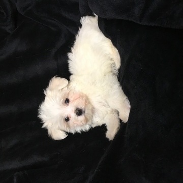 Medium Photo #1 Maltese Puppy For Sale in HOUSTON, TX, USA