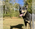 Small Gerberian Shepsky