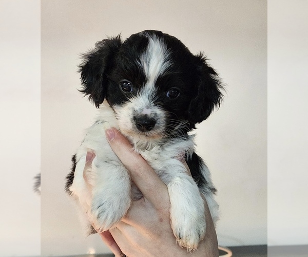 Medium Photo #1 Cavachon Puppy For Sale in ROANOKE, IL, USA