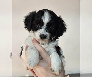 Cavachon Puppy for Sale in ROANOKE, Illinois USA