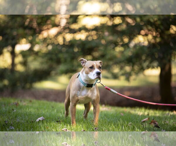 Medium Photo #2 American Staffordshire Terrier-Unknown Mix Puppy For Sale in Arlington, VA, USA