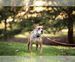 Small #1 American Staffordshire Terrier Mix