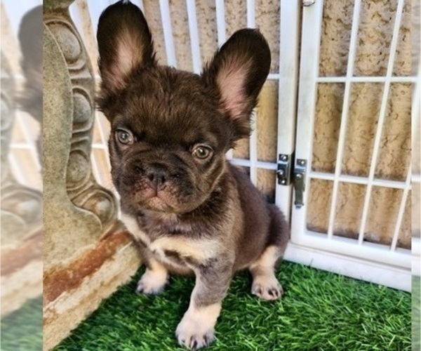 Medium Photo #1 French Bulldog Puppy For Sale in LAS VEGAS, NV, USA