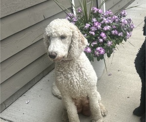 Mother of the Saint Berdoodle puppies born on 07/21/2025