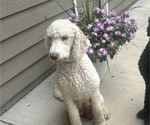 Small Photo #1 Saint Berdoodle Puppy For Sale in FRANKFORT, IN, USA