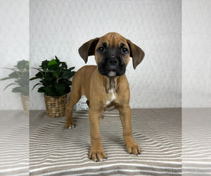 Boxer Puppy for sale in GREENFIELD, IN, USA