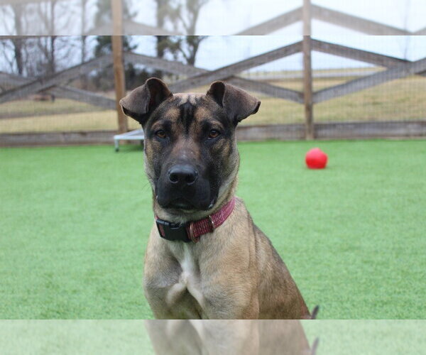 Medium Photo #4 Black Mouth Cur-Unknown Mix Puppy For Sale in Chestertown, MD, USA