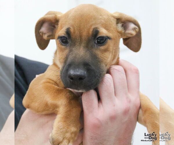 Medium Photo #3 Mutt Puppy For Sale in Washington, DC, USA