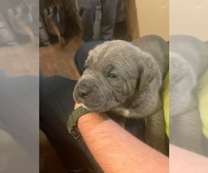 Cane Corso Puppy for sale in KING GEORGE, VA, USA