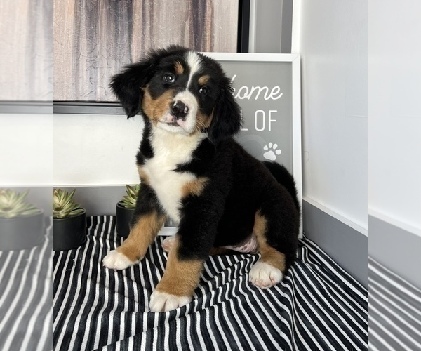 Medium Photo #4 Bernese Mountain Dog Puppy For Sale in FRANKLIN, IN, USA