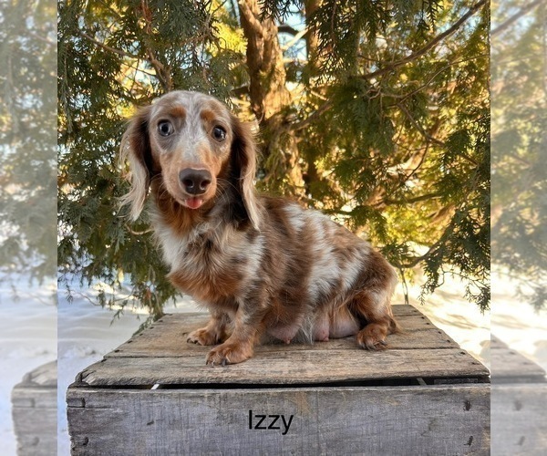 Medium Photo #1 Dachshund Puppy For Sale in MIDDLEBURY, IN, USA