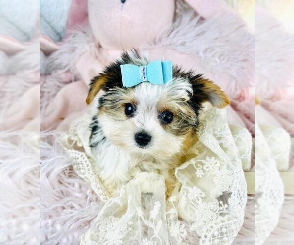 Medium Photo #3 Yorkshire Terrier Puppy For Sale in THONOTOSASSA, FL, USA