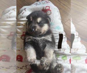 German Shepherd Dog Puppy for sale in INDIANA, PA, USA