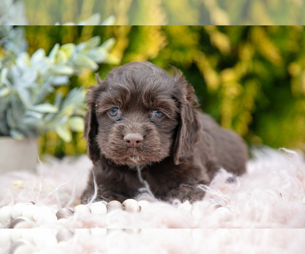 Medium Photo #3 Cocker Spaniel Puppy For Sale in NAPPANEE, IN, USA